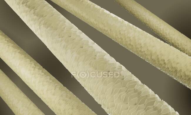 Illustration of human hair structure. — Stock Photo