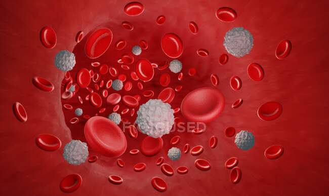 Ilustración de glóbulos rojos y blancos en el torrente sanguíneo. - foto de stock
