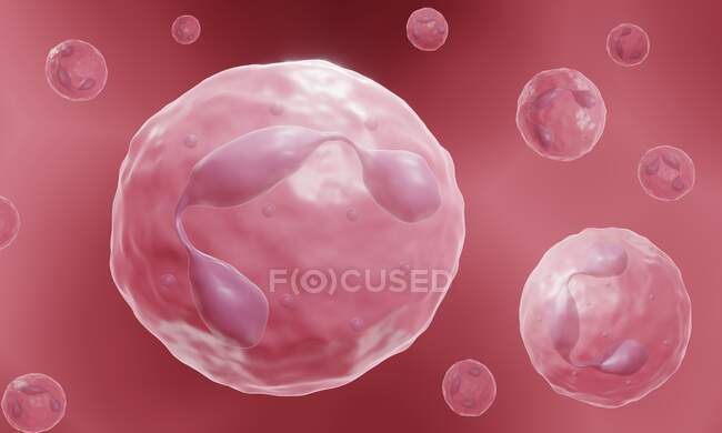 Neutrophil is a granulocyte, a part of the innate immune system. — Stock Photo