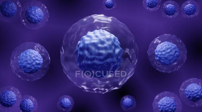 Células estaminais embrionárias, ilustração. — Fotografia de Stock