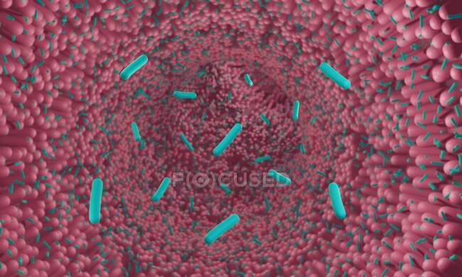 Ілюстрація кишкових пробіотичних бактерій. — стокове фото