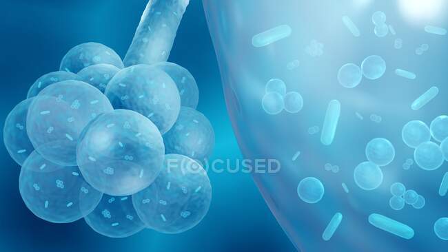 Ilustración de bacterias causantes de neumonía bacteriana en alvéolos. - foto de stock