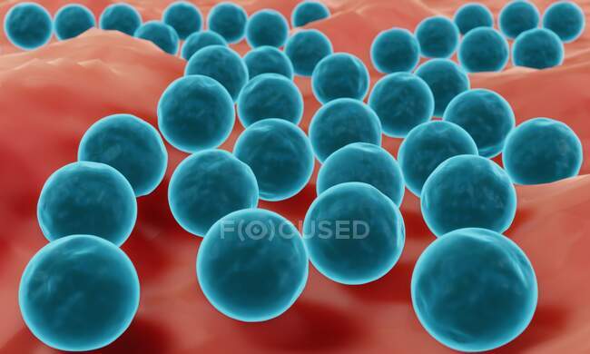 Стафилококковые бактерии на поверхности, такие как кожа или слизистая оболочка. — стоковое фото