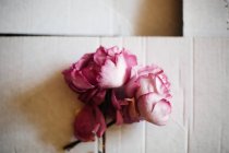 Fresh cut purple roses — Stock Photo
