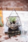 Poligono di vetro decorativo con pianta — Foto stock