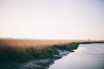 Пшеничне поле біля озера — стокове фото