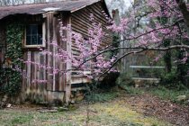Árvore de fruto florescendo perto da velha casa — Fotografia de Stock