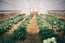 Verdes creciendo en invernadero - foto de stock