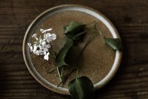 Свіжі зрізані дрібні квіти і листя — стокове фото