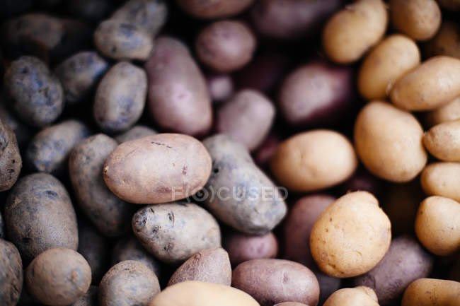Heap of fresh potatoes — Stock Photo