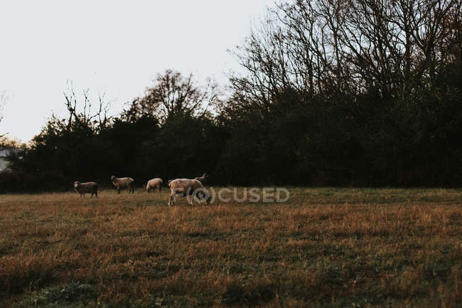 Sheep herding in field — Stock Photo