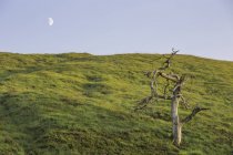 Місяць над деревом на пагорбі — стокове фото