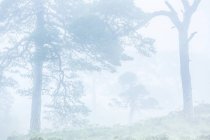 Brume matinale couvrant les arbres dans la forêt — Photo de stock