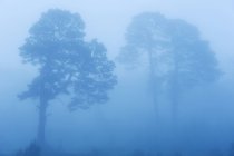 Brume matinale couvrant les arbres dans la forêt — Photo de stock