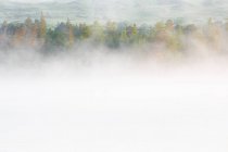 Morning mist covering trees in forest — Stock Photo