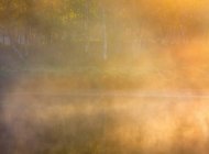 Ранковий туман, що покриває дерева в лісі — стокове фото