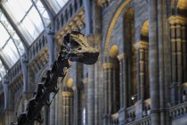 Esqueleto de diplodocus en el Museo de Historia Natural - foto de stock