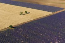 Vast lavender fields — Stock Photo