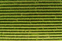 Вид с воздуха на виноградник — стоковое фото
