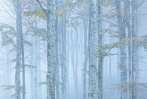 Cansiglio Wald bei nebligem Morgen — Stockfoto