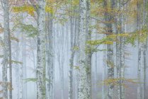 Foresta del Cansiglio durante la mattina nebbiosa — Foto stock