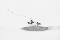 Anatre sul lago di Fusine — Foto stock