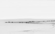 Canards sur le lac Fusine — Photo de stock