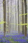 Постріл синій ліс Бельгії — стокове фото