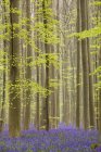 Постріл синій ліс Бельгії — стокове фото