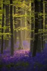 Aufnahme des blauen belgischen Waldes — Stockfoto