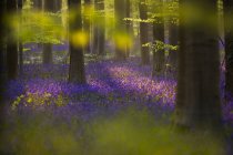 Tournage de la Forêt Bleue de Belgique — Photo de stock