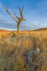 Dead tree at Rannoch Moor — Stock Photo