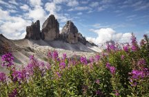 Flores violetas y vista de las montañas - foto de stock