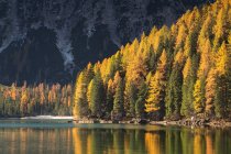 Golden larch forest on Braies lake — Stock Photo