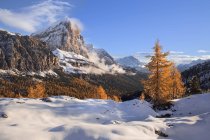 Montagne enneigée et pin — Photo de stock