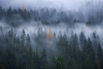 Niebla sobre bosque otoñal en pendiente de montaña - foto de stock