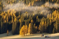 Nevoeiro sobre floresta de outono na encosta da montanha — Fotografia de Stock