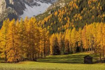 Árvores e montanhas no vale de Fiscalina — Fotografia de Stock