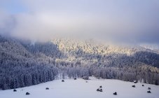 Forêt enneigée sur pente de montagne — Photo de stock