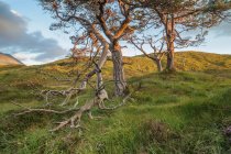 Dried trees on hill — Stock Photo