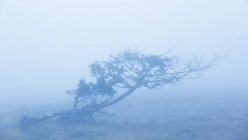 Наклонные деревья на ветру — стоковое фото