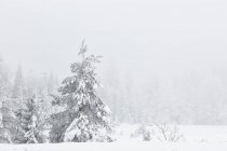 Зимний пейзаж Плитвицких озер — стоковое фото