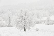 Winter landscape with frozen trees — Stock Photo