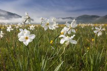 Narciso salvaje floreciendo en primavera - foto de stock