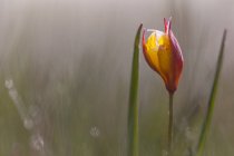 Wild tulip flower at Pian Grande — Stock Photo
