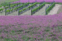 Floraison printanière autour d'un vignoble — Photo de stock