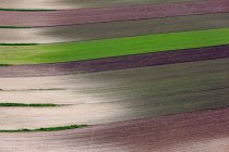 Vista panorámica del exuberante campo de varios cultivos - foto de stock