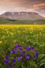 Весенний расцвет на плато Пиано-Пердуто — стоковое фото
