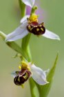 Gros plan sur les fleurs d'orchidées d'Ophrys apifera dans le monte Moricone, parc national de Sibillini, Italie — Photo de stock