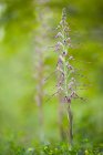 Nahaufnahme seltener Orchideen, Himantoglossum adriaticum, Sibillini Nationalpark, Italien — Stockfoto